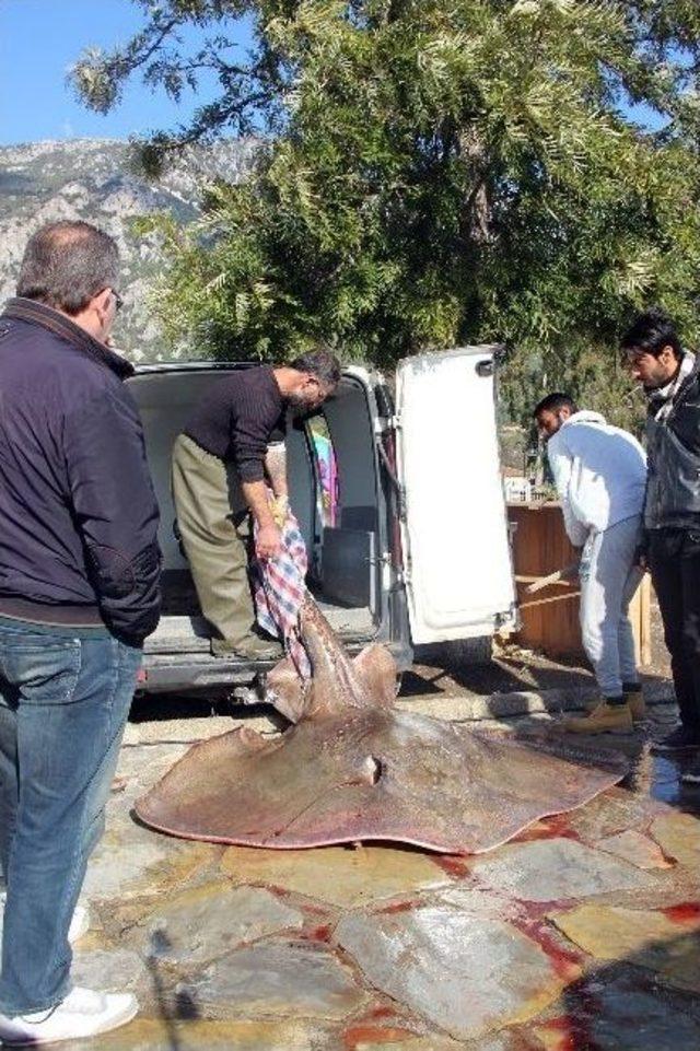 Ağlara 200 Kiloluk Vatoz Takıldı