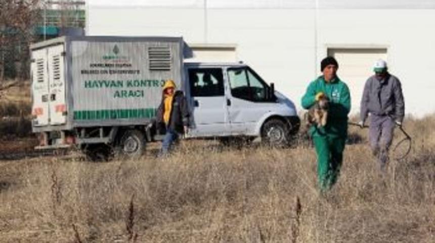 Odt&uuml; Ormanı&rsquo;ndan &Ccedil;ankaya Barınağına Nakil