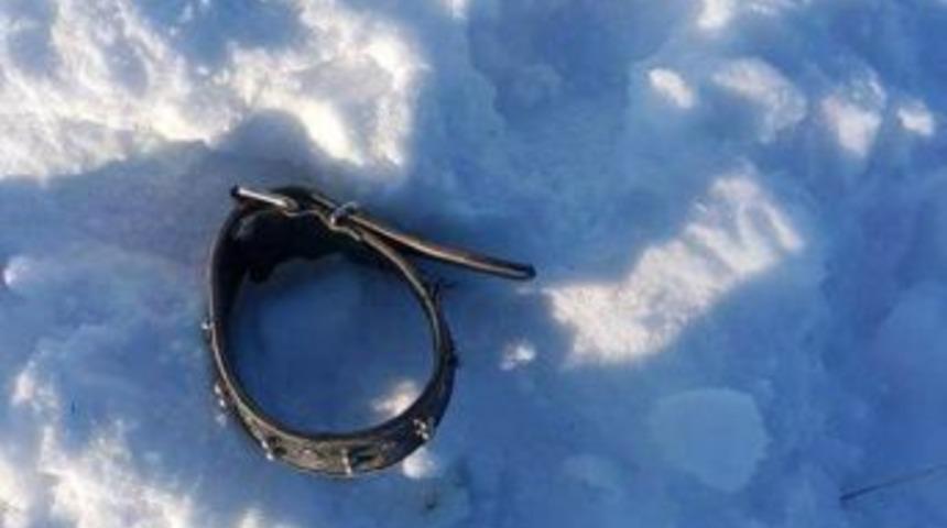 Kelkit&rsquo;te A&ccedil; Kurtlar 3 K&ouml;peği Par&ccedil;aladı