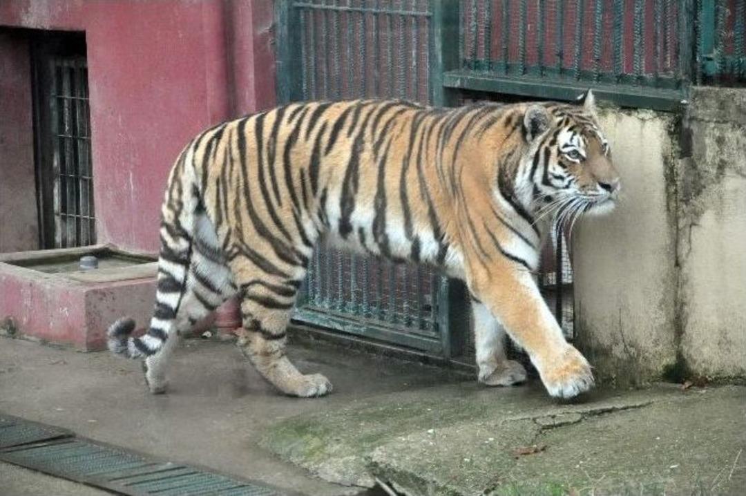 (&ouml;zel Haber) Havalar Soğudu, Sibirya Kaplanının Keyfi Yerine Geldi