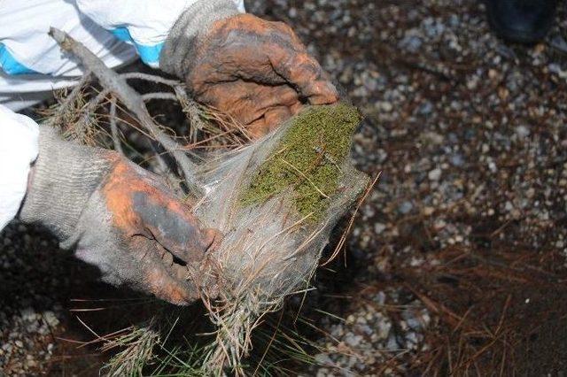 İzmir&rsquo;de Kese Tırtılı Operasyonu 1