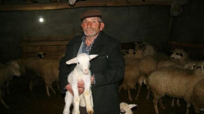 (&ouml;zel Haber) Kadın Kılığına Giren Hırsızlar G&uuml;venlik Kamerasında