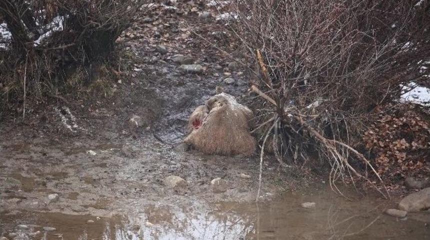 Boz Ayı Ka&ccedil;ak Avcıların Hedefi Oldu