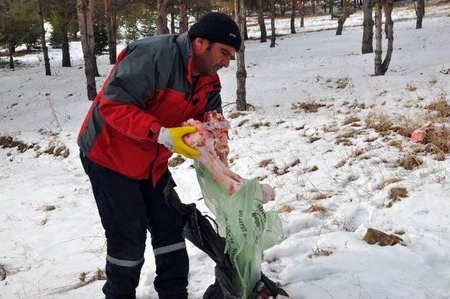 Sorgun’da Yaban Hayvanları İçin Doğaya Yiyecek Bırakıldı