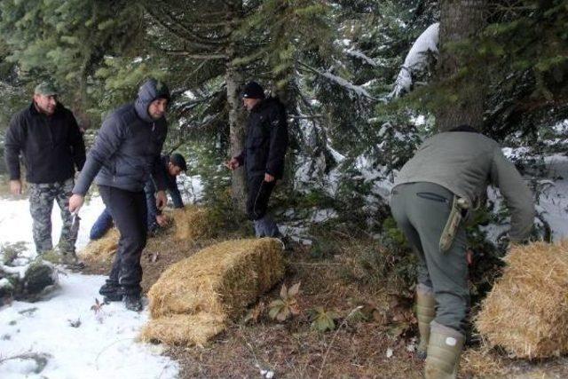 Karlı Kaplı Ormanlara Yaban Hayvanları Için Saman Ve Ekmek