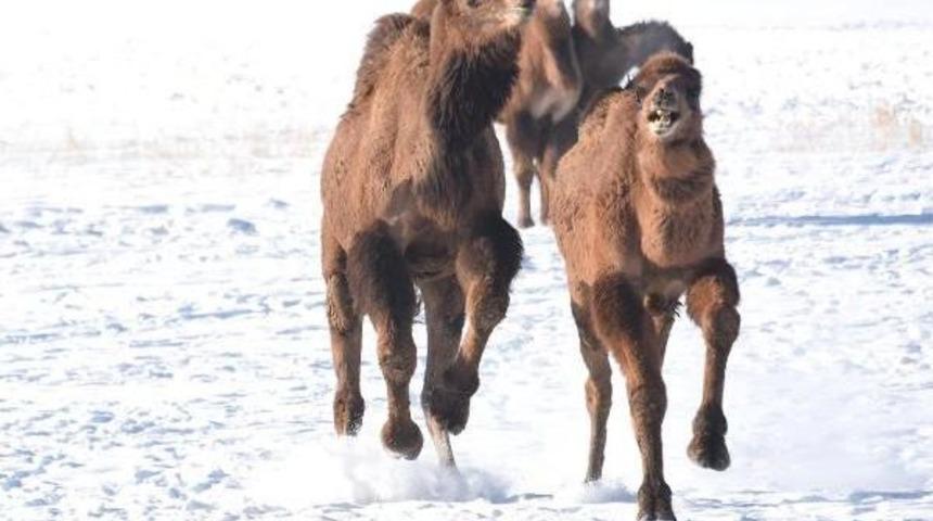 Ege'nin G&uuml;reş Develeri 2100 Rakımda Idman Yapıyor