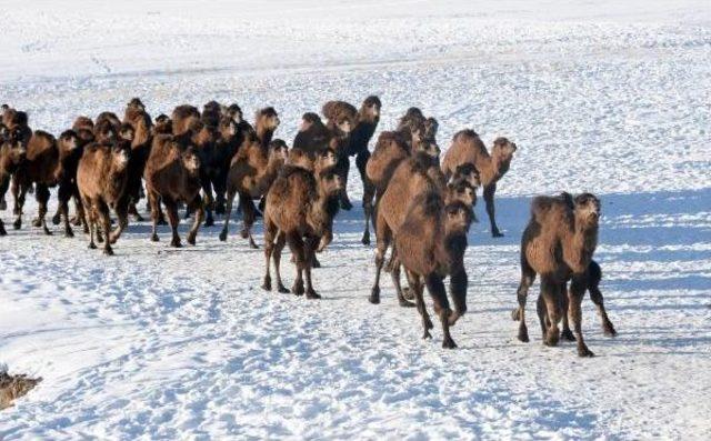 Ege'nin Güreş Develeri 2100 Rakımda Idman Yapıyor