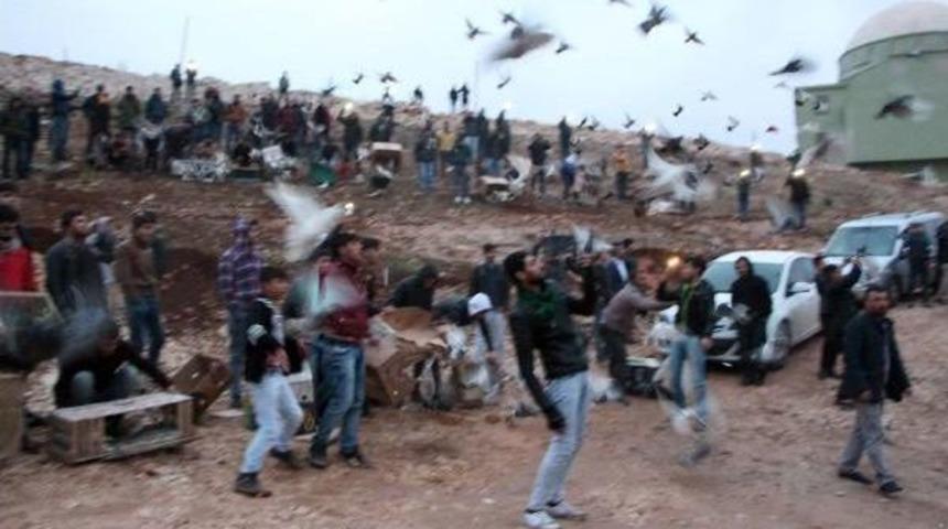 Şanlıurfa Semalarında G&uuml;vercinlerin 'gece T&ouml;k&uuml;ş&uuml;'