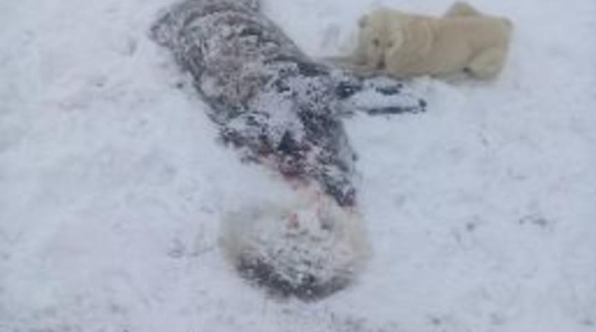 K&ouml;ye Inen Domuzu &Ouml;ld&uuml;r&uuml;p Fotoğrafını Paylaştılar.