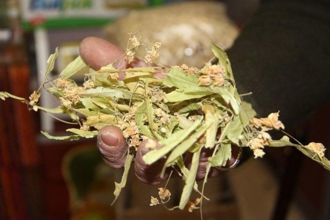 Ihlamur, &Ccedil;eyrek Altında Yarışıyor