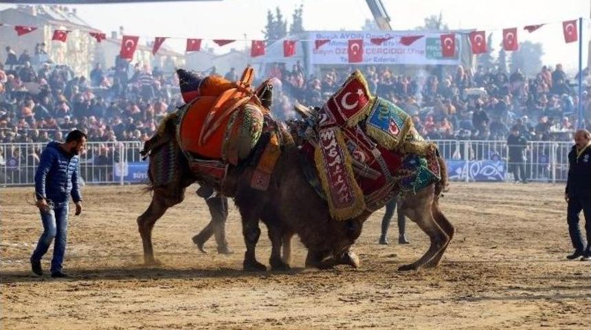 D&uuml;nya Deve G&uuml;reşi Şampiyonluğu Ma&ccedil;ı Beraberlikle Sonu&ccedil;landı