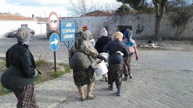 Kır Bekçileri, Zeytin Hırsızlarının Korkulu Rüyası Oldu