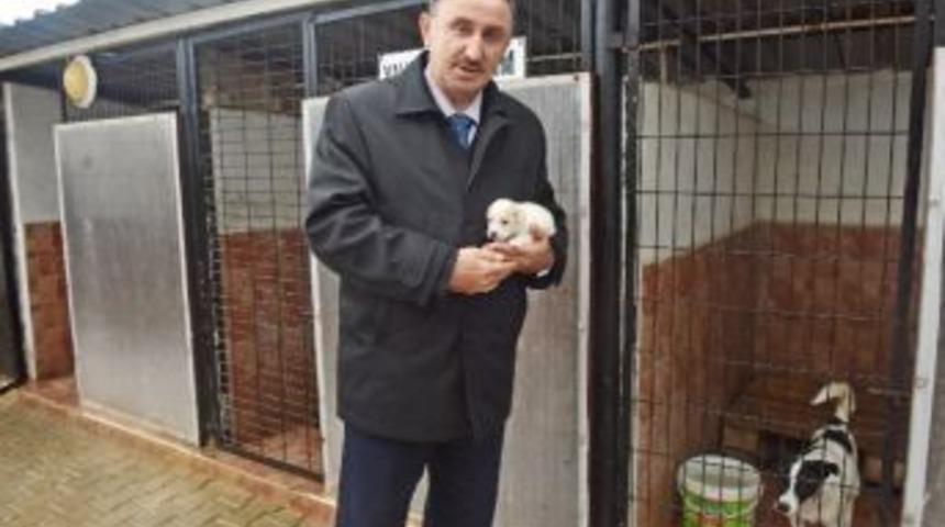 Sokak Hayvanlarına Sıcak Yuva