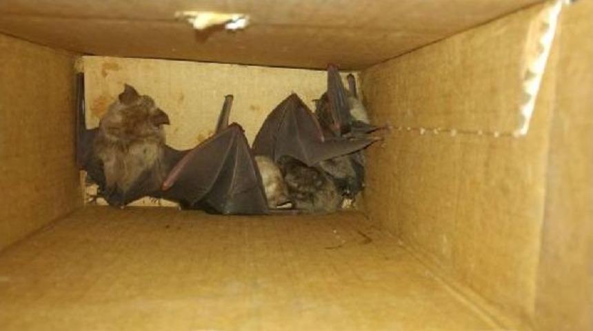 Yarasa Satarken Yakalandı, 3 Bin 731 Lira Ceza Uygulandı