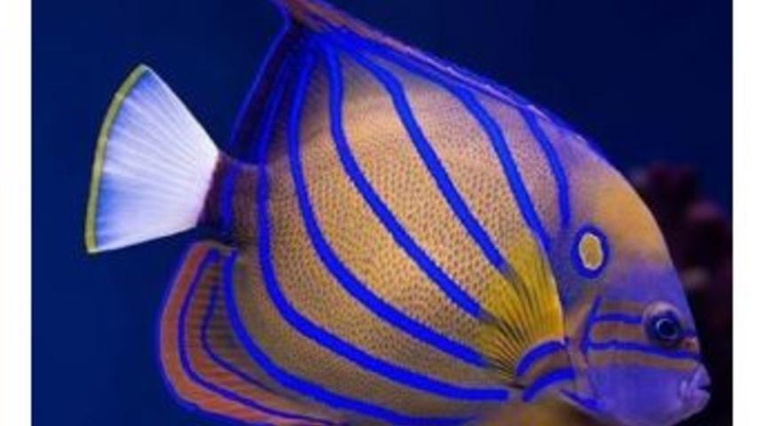 &lsquo;halkalı Melek Balığı&rsquo; Aqua Vega Akvaryum&rsquo;da Ziyaret&ccedil;ilerini Bekliyor