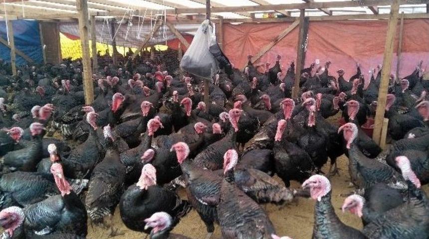 Yılbaşı Hindileri Satışa &Ccedil;ıktı