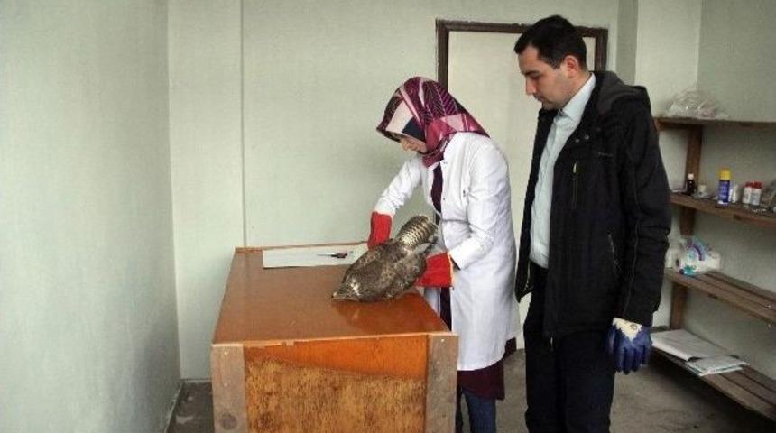 Bolu&rsquo;da Bulunan Yaralı Şahin Tedavi Altına Alındı