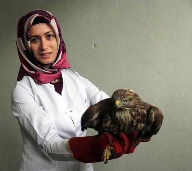 Bolu&rsquo;da Bulunan Yaralı Şahin Tedavi Altına Alındı 1