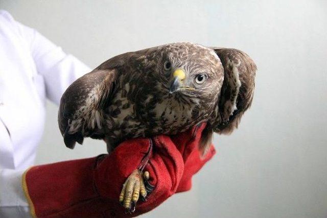 Bolu&rsquo;da Bulunan Yaralı Şahin Tedavi Altına Alındı 2