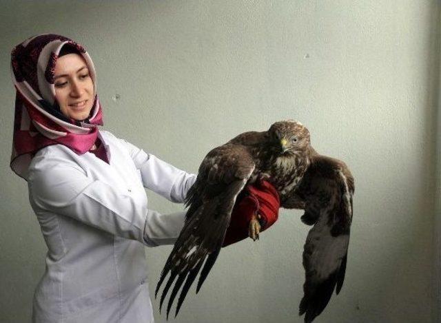 Bolu&rsquo;da Bulunan Yaralı Şahin Tedavi Altına Alındı 3