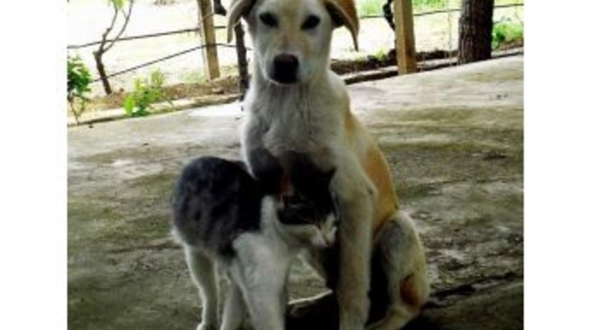 Aydın B&uuml;y&uuml;kşehir Belediyesi&rsquo;nden Barınak A&ccedil;ıklaması