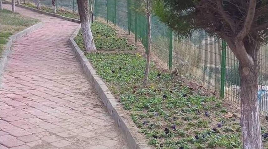 Borlu&rsquo;nun &Ccedil;i&ccedil;ekleri B&uuml;y&uuml;kşehirden