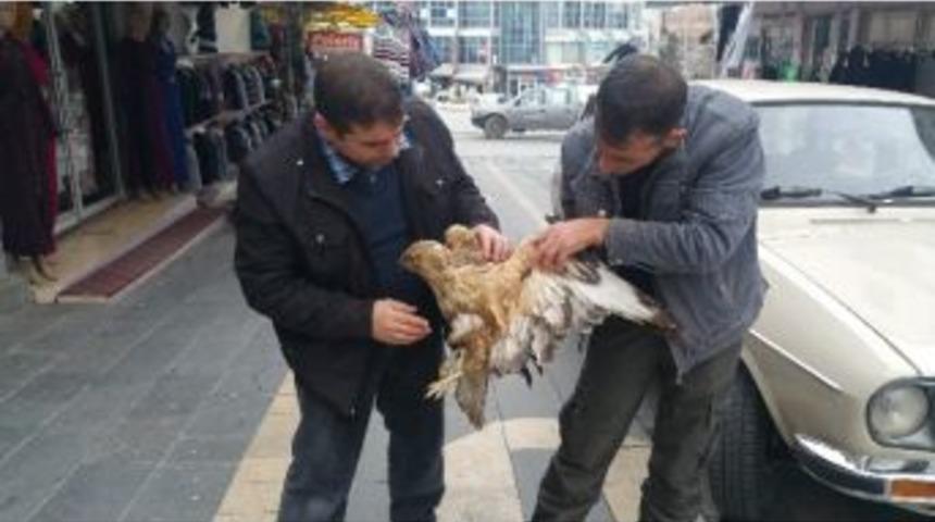 Kanadı Kırık Şahin Tedavi Altına Alındı