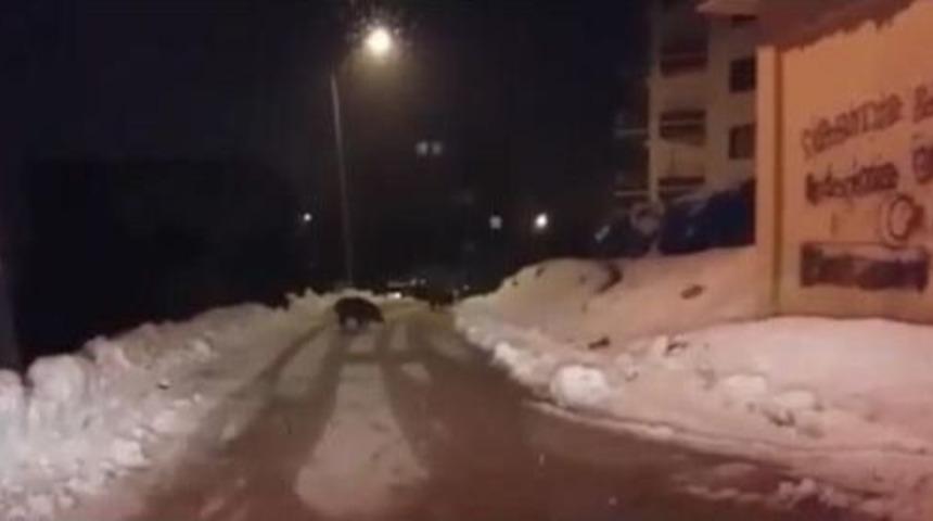 A&ccedil; Kalan Domuz S&uuml;r&uuml;s&uuml; Tunceli Kent Merkezine Indi