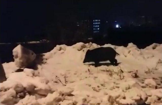 Aç Kalan Domuz Sürüsü Tunceli Kent Merkezine Indi