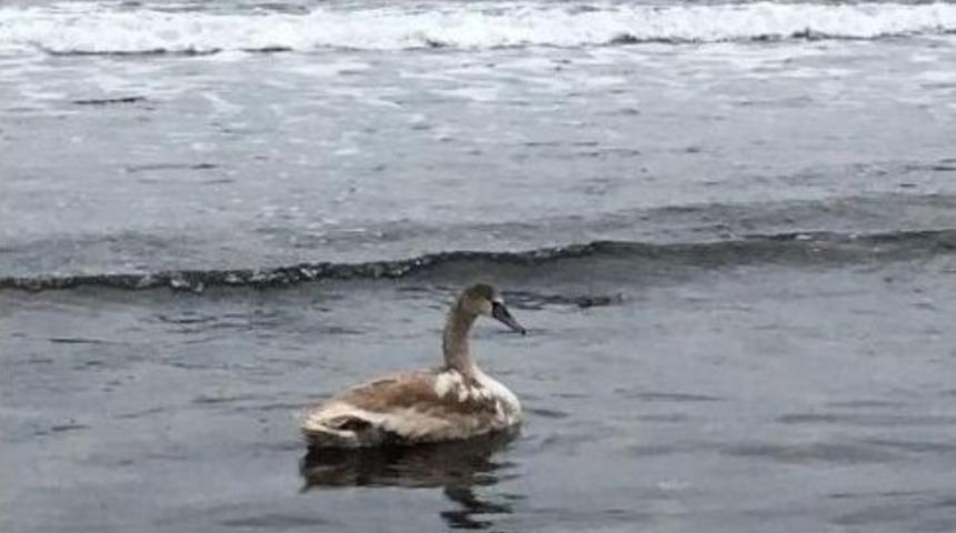 Fatsalıların Davetsiz Misafiri Kuğu