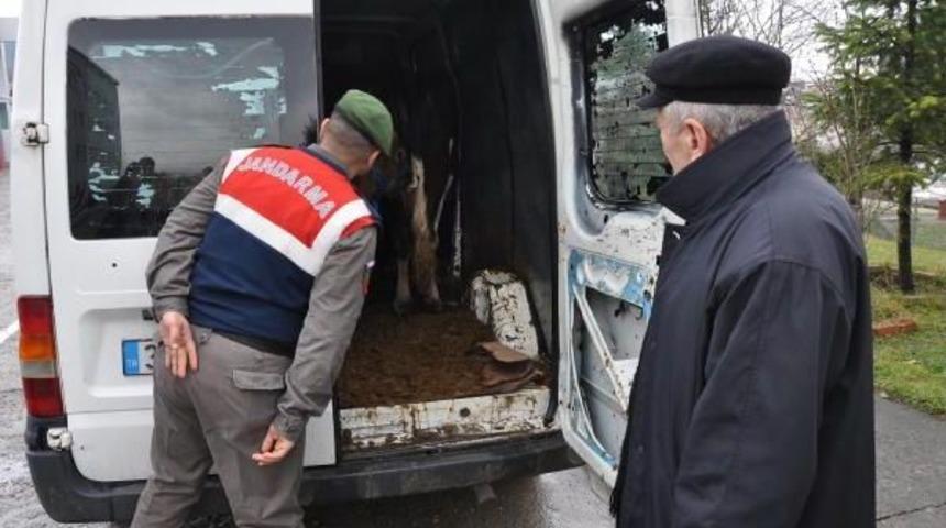 B&uuml;y&uuml;kbaş Hayvan Hırsızları Yakalandı