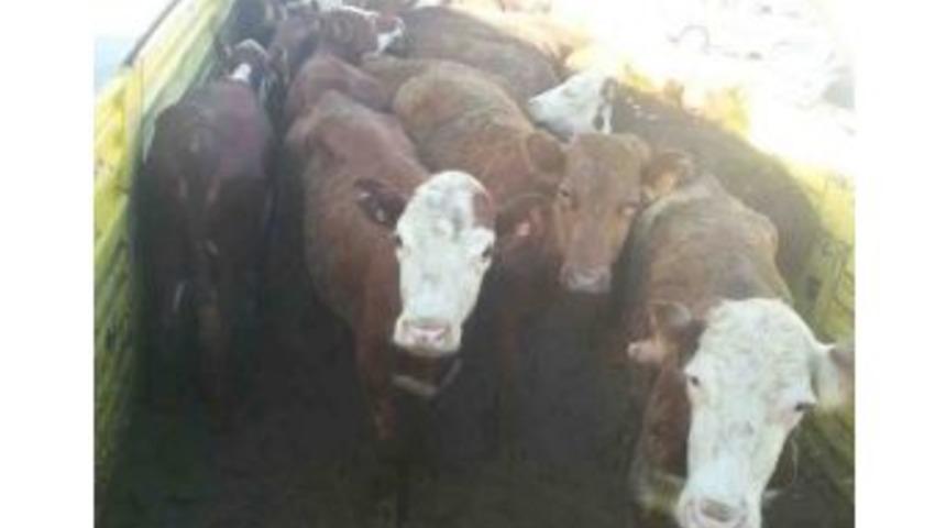 Kulp&rsquo;ta Gen&ccedil; &Ccedil;ift&ccedil;ilere Hayvanları Dağıtıldı