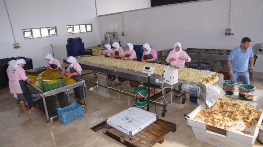 Ev Tipi Turşu İhra&ccedil; Ediyor