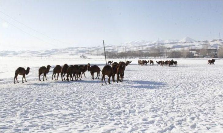 Develer 2100 Rakımda Güreşlere Hazırlanıyor G1