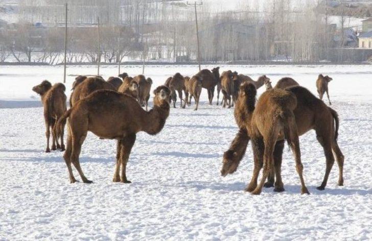 Develer 2100 Rakımda Güreşlere Hazırlanıyor G2