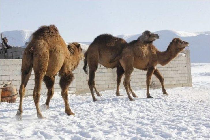 Develer 2100 Rakımda Güreşlere Hazırlanıyor G3