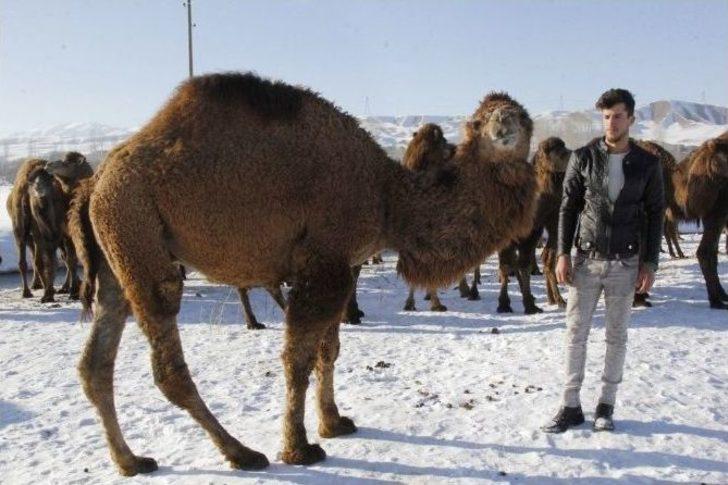 Develer 2100 Rakımda Güreşlere Hazırlanıyor G5