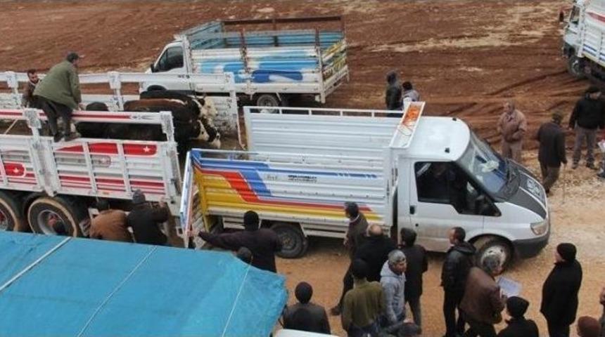 Gen&ccedil; &Ccedil;ift&ccedil;ilere 600 B&uuml;y&uuml;kbaş Hayvan Teslim Edildi