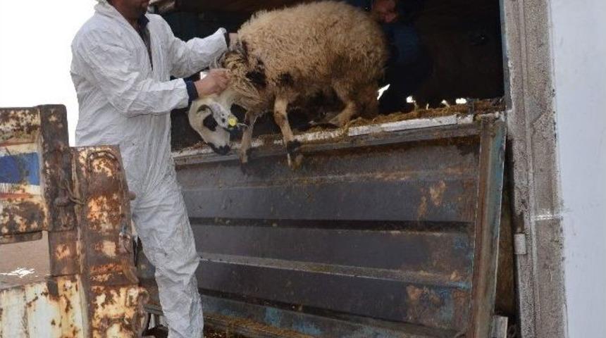 Osmancık&rsquo;ta Gen&ccedil; &Ccedil;ift&ccedil;ilere Koyun Desteği