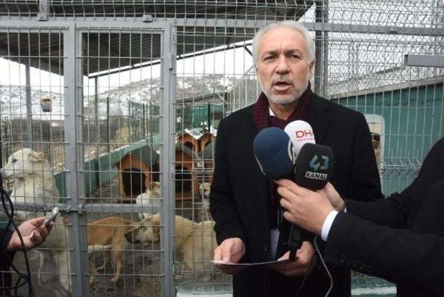 Belediye Başkanı Hayvan Barınağındaki Görüntüler Için Özür Diledi