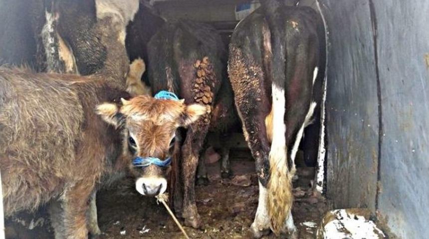 Jandarmadan Hayvan Hırsızlarına Şok Baskın