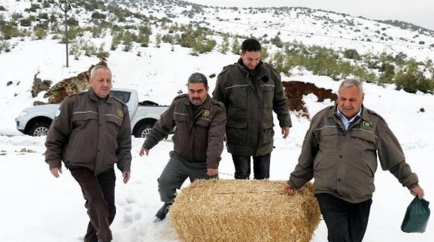 Yaban Hayvanlarına Yem Bırakıldı