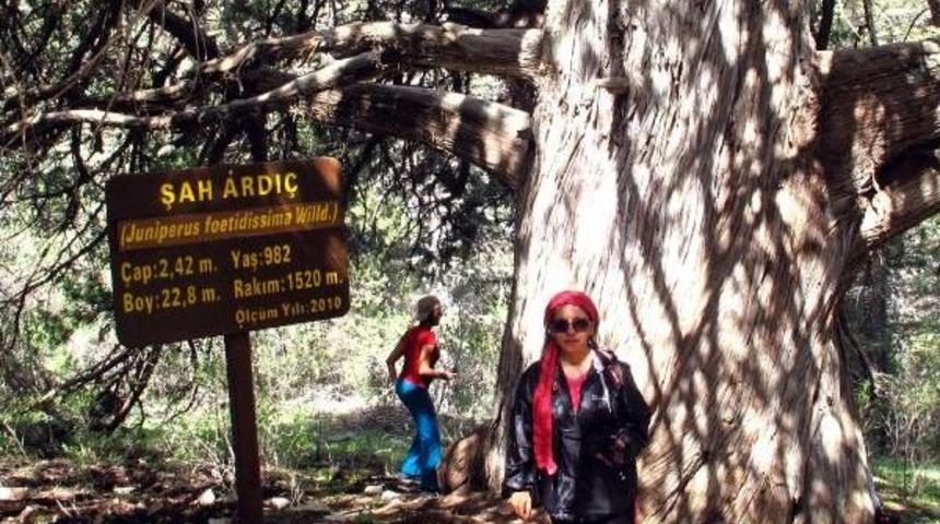 &nbsp;12 Yıl Sonra 1000 Yaşına Girecek