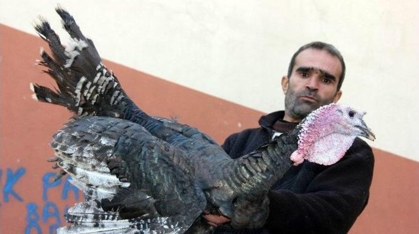 Yılbaşı Hindileri Elde Kaldı