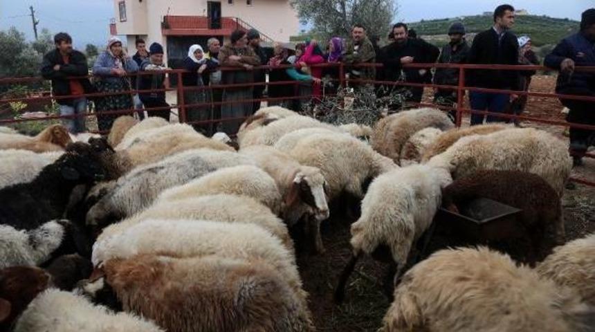 Bomba Ş&uuml;phesiyledurdurulan Minib&uuml;sten &Ccedil;alıntı Koyun &Ccedil;ıktı