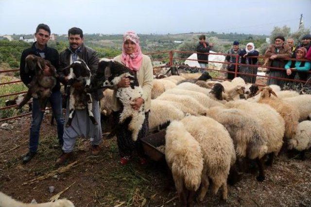 Bomba Şüphesiyledurdurulan Minibüsten Çalıntı Koyun Çıktı