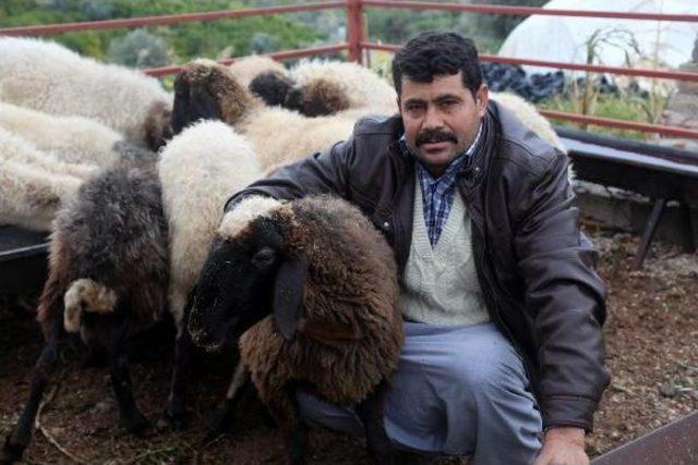 Bomba Şüphesiyledurdurulan Minibüsten Çalıntı Koyun Çıktı