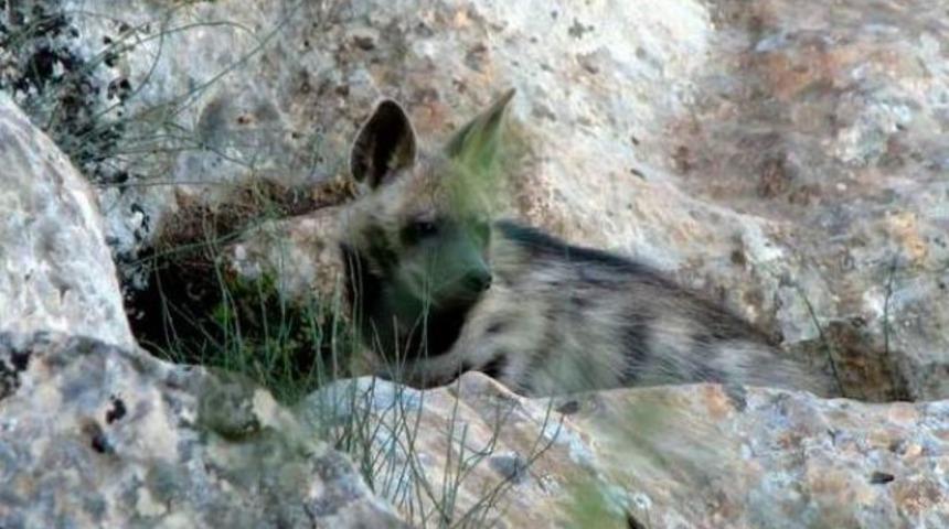 &Ccedil;izgili sırtlanlara GPS'li takip