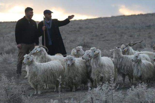 Ankara, Keçisine Sahip Çıkıyor