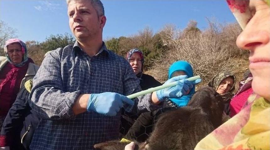 Köylü Kadınlara Süt Sığırcılığı Ve Sürü Yönetimi Kursu